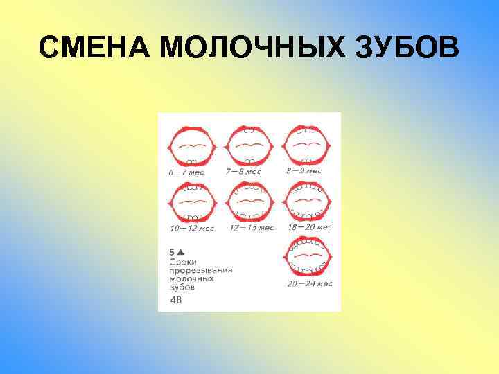 СМЕНА МОЛОЧНЫХ ЗУБОВ 