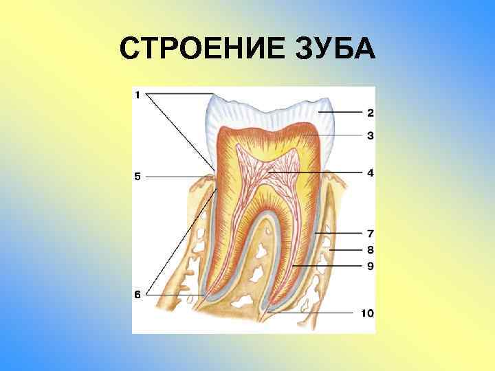 Строение зуба картинка егэ