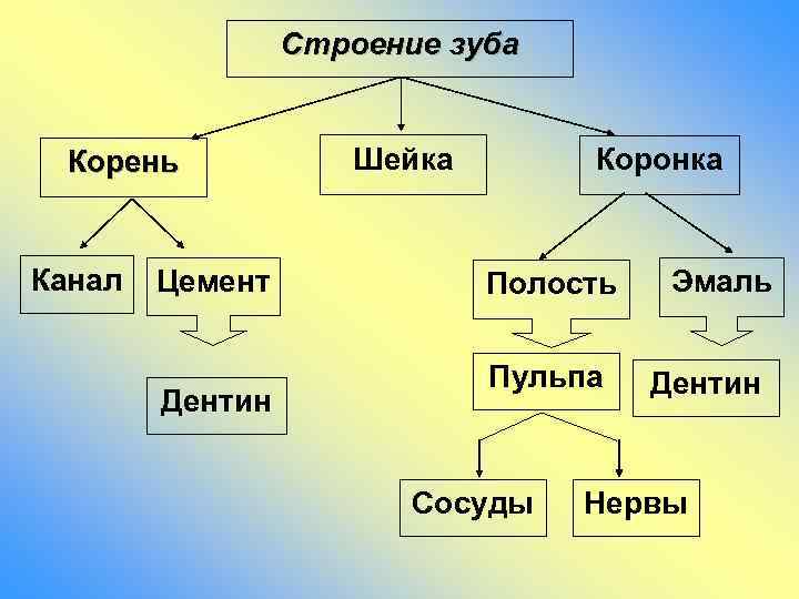 Строение зуба Корень Канал Цемент Дентин Шейка Коронка Полость Пульпа Сосуды Эмаль Дентин Нервы