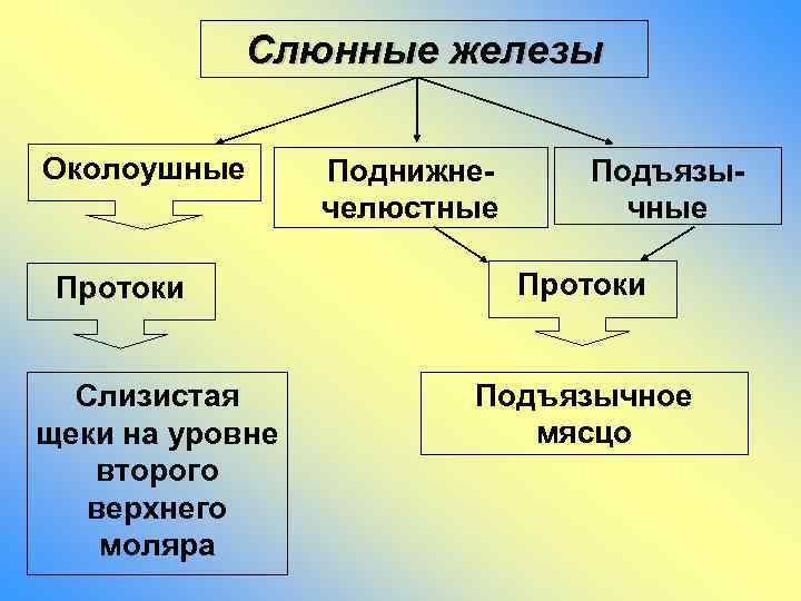 Слюнные железы Околоушные Протоки Слизистая щеки на уровне второго верхнего моляра Поднижнечелюстные Подъязычные Протоки