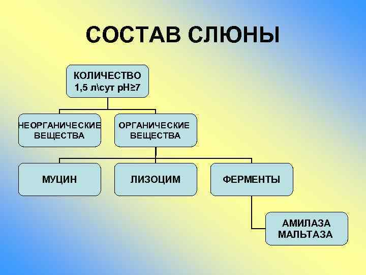 СОСТАВ СЛЮНЫ КОЛИЧЕСТВО 1, 5 лсут р. Н≥ 7 НЕОРГАНИЧЕСКИЕ ВЕЩЕСТВА МУЦИН ЛИЗОЦИМ ФЕРМЕНТЫ