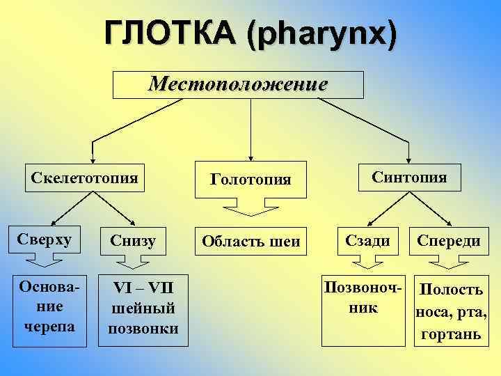 ГЛОТКА (pharynx) Местоположение Скелетотопия Сверху Снизу Основание черепа VI – VII шейный позвонки Голотопия