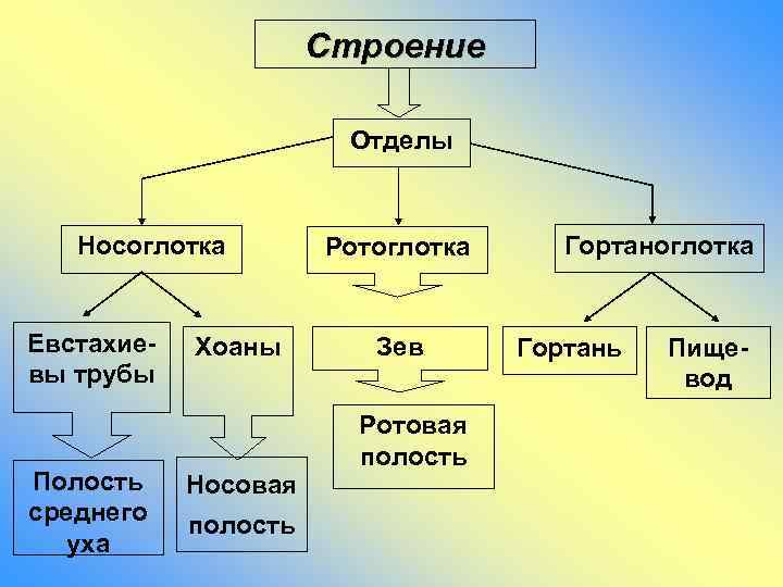 Строение Отделы Носоглотка Евстахиевы трубы Полость среднего уха Хоаны Носовая полость Ротоглотка Зев Ротовая