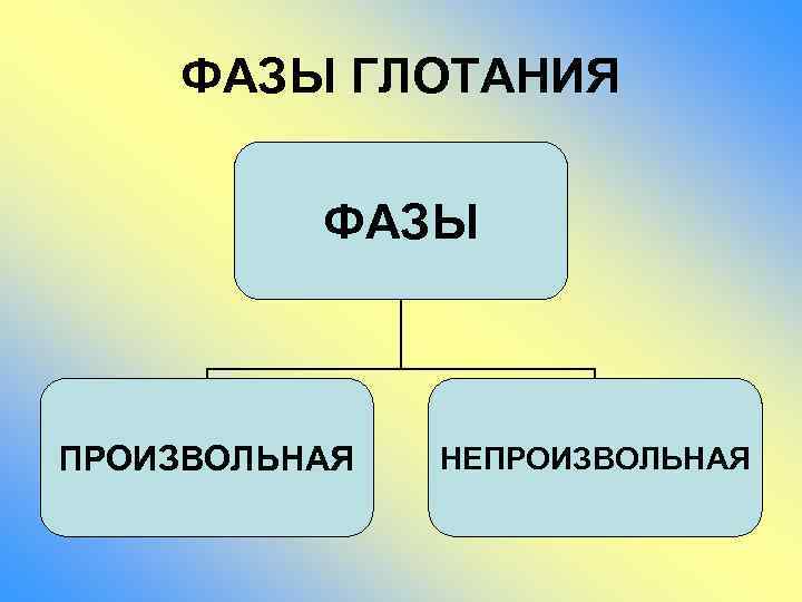 ФАЗЫ ГЛОТАНИЯ ФАЗЫ ПРОИЗВОЛЬНАЯ НЕПРОИЗВОЛЬНАЯ 