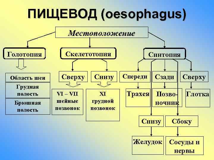 ПИЩЕВОД (oesophagus) Местоположение Голотопия Область шеи Грудная полость Брюшная полость Скелетотопия Сверху VI –