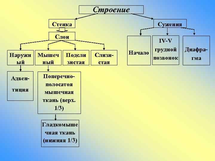 Строение Сужения Стенка Слои Наружн ый Адвентиция Мышеч ный Подсли зистая Поперечнополосатоя мышечная ткань