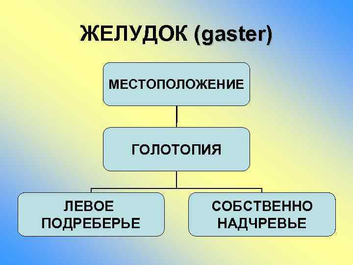 ЖЕЛУДОК (gaster) МЕСТОПОЛОЖЕНИЕ ГОЛОТОПИЯ ЛЕВОЕ ПОДРЕБЕРЬЕ СОБСТВЕННО НАДЧРЕВЬЕ 