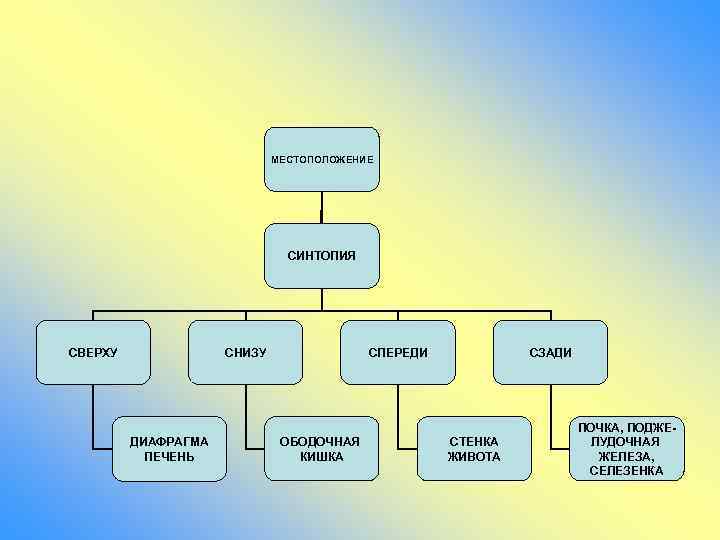 МЕСТОПОЛОЖЕНИЕ СИНТОПИЯ СВЕРХУ СНИЗУ ДИАФРАГМА ПЕЧЕНЬ СПЕРЕДИ ОБОДОЧНАЯ КИШКА СЗАДИ СТЕНКА ЖИВОТА ПОЧКА, ПОДЖЕЛУДОЧНАЯ