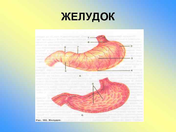 ЖЕЛУДОК 