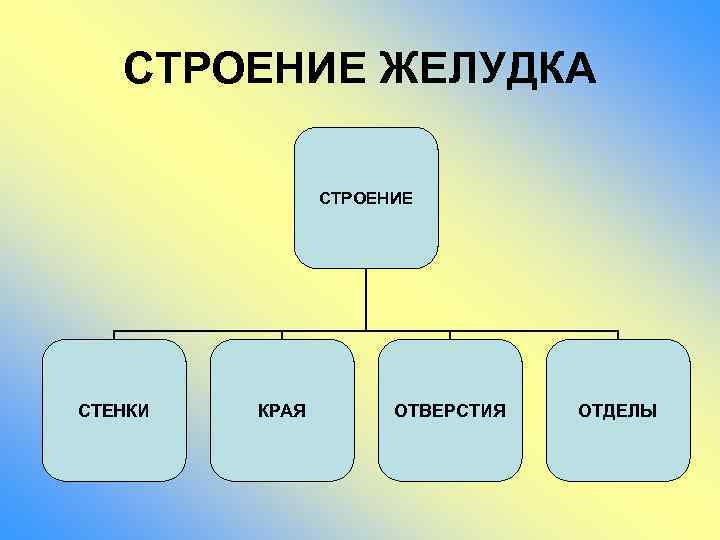 СТРОЕНИЕ ЖЕЛУДКА СТРОЕНИЕ СТЕНКИ КРАЯ ОТВЕРСТИЯ ОТДЕЛЫ 