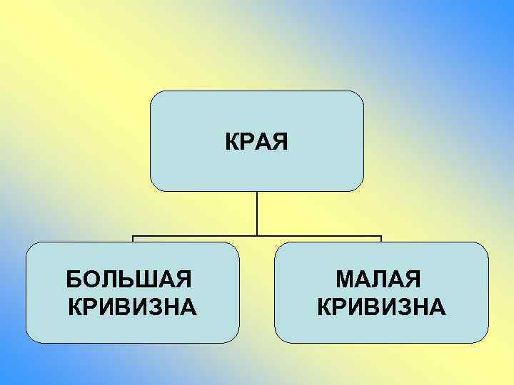 КРАЯ БОЛЬШАЯ КРИВИЗНА МАЛАЯ КРИВИЗНА 