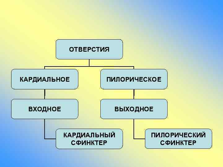 ОТВЕРСТИЯ КАРДИАЛЬНОЕ ПИЛОРИЧЕСКОЕ ВХОДНОЕ ВЫХОДНОЕ КАРДИАЛЬНЫЙ СФИНКТЕР ПИЛОРИЧЕСКИЙ СФИНКТЕР 