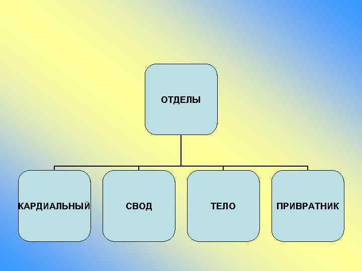 ОТДЕЛЫ КАРДИАЛЬНЫЙ СВОД ТЕЛО ПРИВРАТНИК 