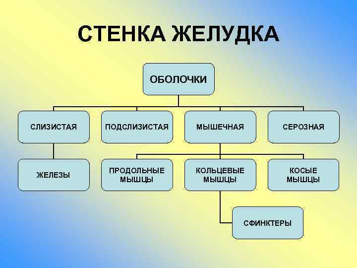 СТЕНКА ЖЕЛУДКА ОБОЛОЧКИ СЛИЗИСТАЯ ПОДСЛИЗИСТАЯ МЫШЕЧНАЯ СЕРОЗНАЯ ЖЕЛЕЗЫ ПРОДОЛЬНЫЕ МЫШЦЫ КОЛЬЦЕВЫЕ МЫШЦЫ КОСЫЕ МЫШЦЫ