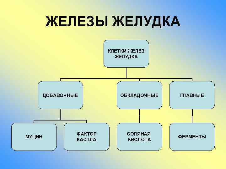 ЖЕЛЕЗЫ ЖЕЛУДКА КЛЕТКИ ЖЕЛЕЗ ЖЕЛУДКА ДОБАВОЧНЫЕ МУЦИН ФАКТОР КАСТЛА ОБКЛАДОЧНЫЕ ГЛАВНЫЕ СОЛЯНАЯ КИСЛОТА ФЕРМЕНТЫ