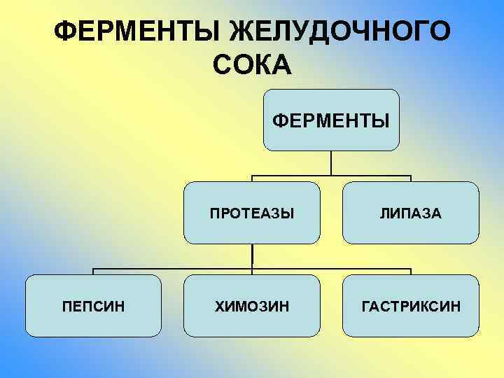 ФЕРМЕНТЫ ЖЕЛУДОЧНОГО СОКА ФЕРМЕНТЫ ПРОТЕАЗЫ ПЕПСИН ЛИПАЗА ХИМОЗИН ГАСТРИКСИН 