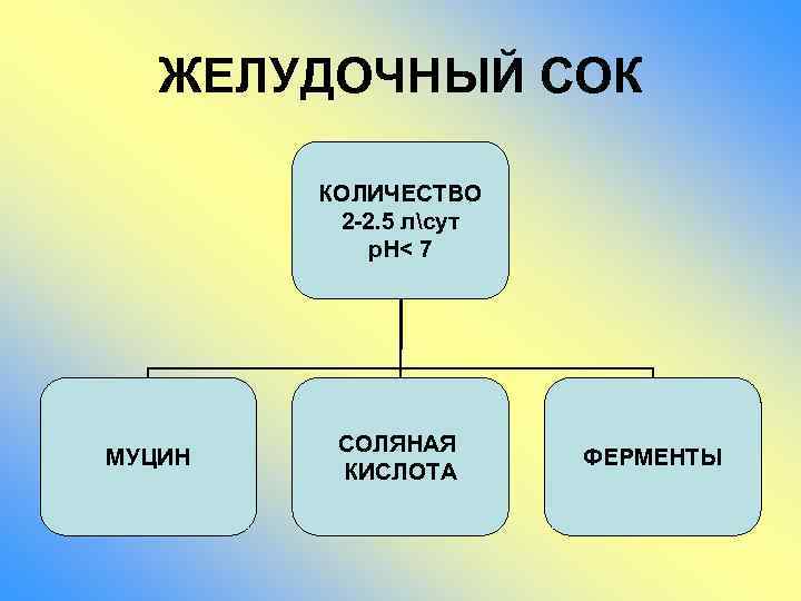 ЖЕЛУДОЧНЫЙ СОК КОЛИЧЕСТВО 2 -2. 5 лсут р. Н< 7 МУЦИН СОЛЯНАЯ КИСЛОТА ФЕРМЕНТЫ