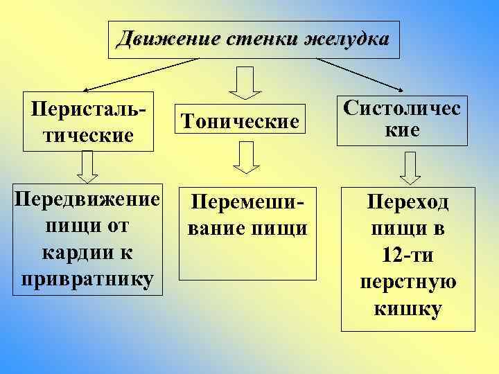 Движение стенки желудка Перистальтические Передвижение пищи от кардии к привратнику Тонические Перемешивание пищи Систоличес
