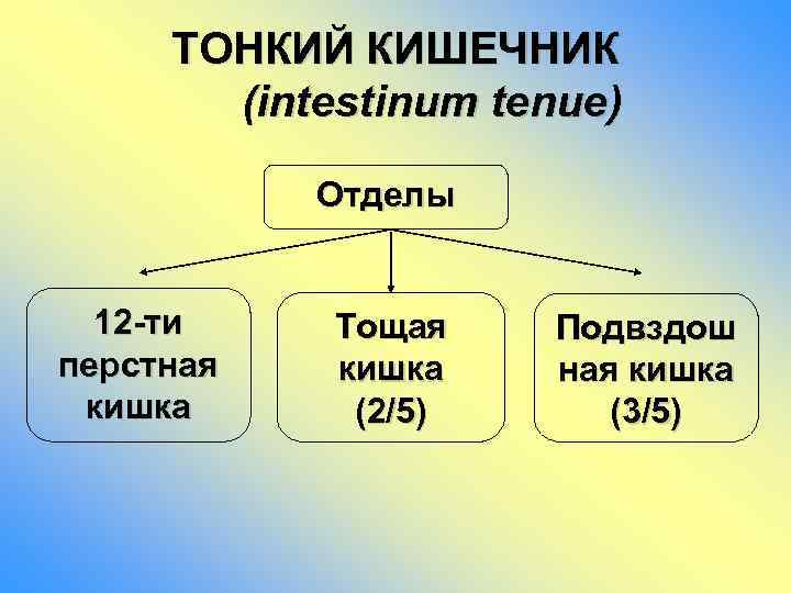 ТОНКИЙ КИШЕЧНИК (intestinum tenue) Отделы 12 -ти перстная кишка Тощая кишка (2/5) Подвздош ная