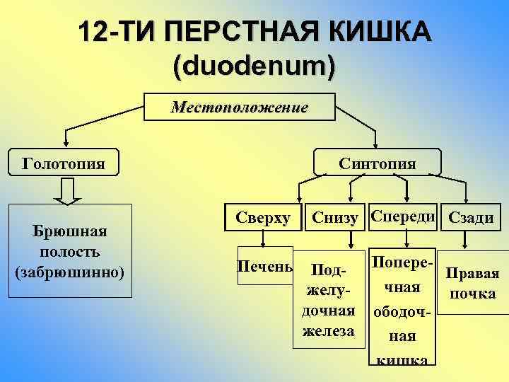 12 -ТИ ПЕРСТНАЯ КИШКА (duodenum) Местоположение Голотопия Брюшная полость (забрюшинно) Синтопия Сверху Снизу Спереди