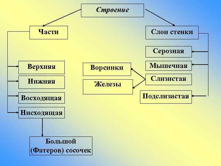 Строение Части Слои стенки Серозная Верхняя Ворсинки Нижняя Восходящая Нисходящая Большой (Фатеров) сосочек Железы