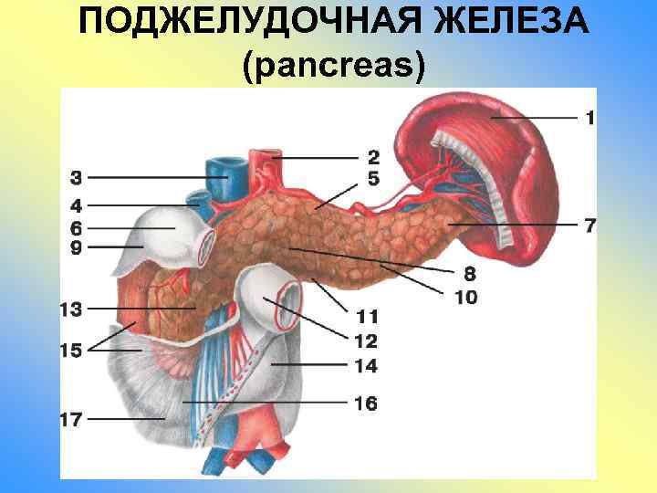 ПОДЖЕЛУДОЧНАЯ ЖЕЛЕЗА (pancreas) 