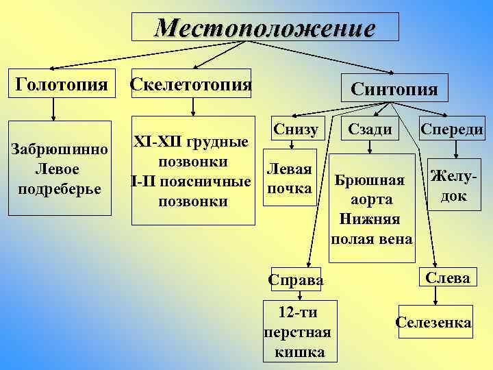 Местоположение Голотопия Скелетотопия Синтопия Снизу Забрюшинно Левое подреберье XI-XII грудные позвонки Левая I-II поясничные