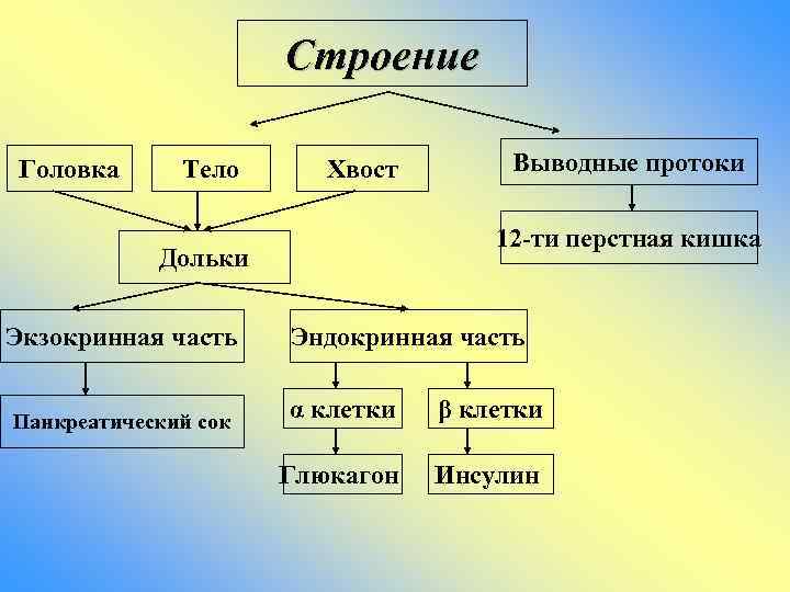 Строение Головка Тело Хвост 12 -ти перстная кишка Дольки Экзокринная часть Панкреатический сок Выводные