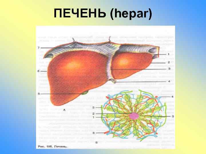 ПЕЧЕНЬ (hepar) 