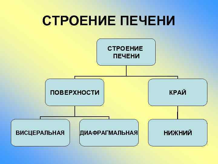 СТРОЕНИЕ ПЕЧЕНИ ПОВЕРХНОСТИ ВИСЦЕРАЛЬНАЯ ДИАФРАГМАЛЬНАЯ КРАЙ НИЖНИЙ 