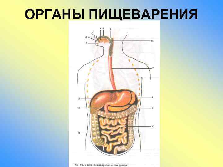 ОРГАНЫ ПИЩЕВАРЕНИЯ 