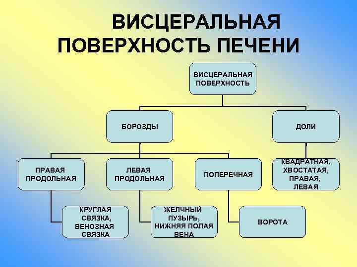 ВИСЦЕРАЛЬНАЯ ПОВЕРХНОСТЬ ПЕЧЕНИ ВИСЦЕРАЛЬНАЯ ПОВЕРХНОСТЬ БОРОЗДЫ ПРАВАЯ ПРОДОЛЬНАЯ КРУГЛАЯ СВЯЗКА, ВЕНОЗНАЯ СВЯЗКА ДОЛИ ЛЕВАЯ