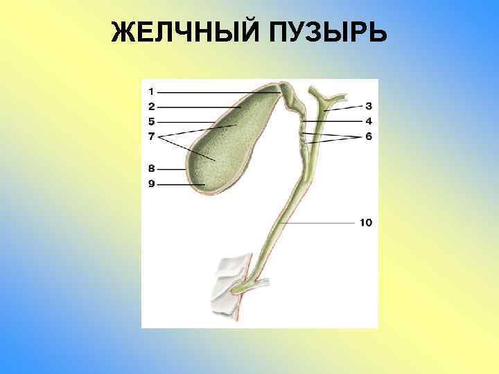 ЖЕЛЧНЫЙ ПУЗЫРЬ 