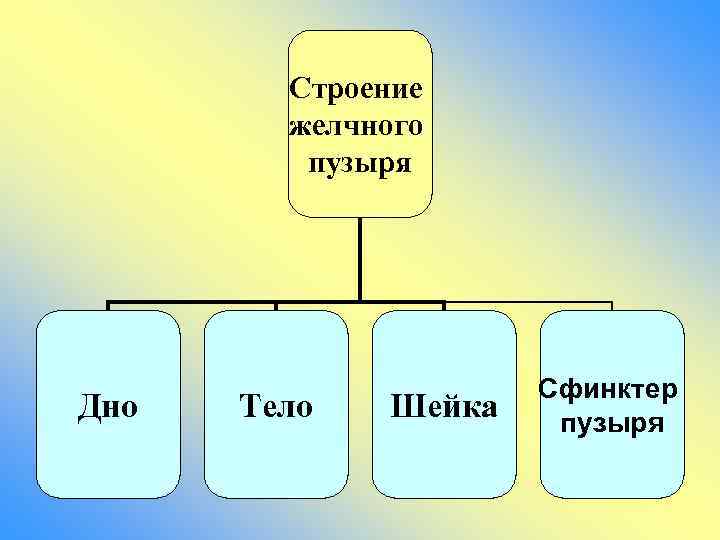 Строение желчного пузыря Дно Тело Шейка Сфинктер пузыря 