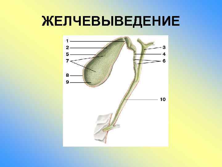 ЖЕЛЧЕВЫВЕДЕНИЕ 