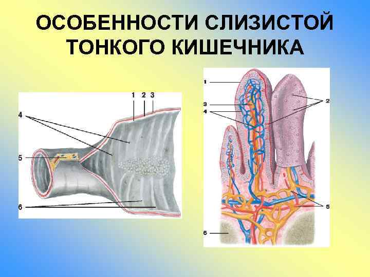 Особенности слизистой. Особенности слизистой тонкого кишечника. Особенности строения слизистой тонкой кишки. Особенности слизистой оболочки тонкой кишки. Особенности слизистой оболочки тонкого кишечника.