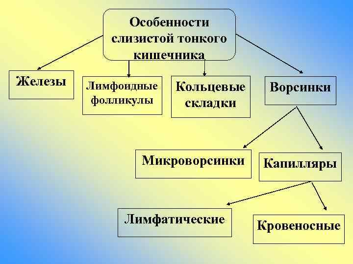 Особенности слизистой тонкого кишечника Железы Лимфоидные фолликулы Кольцевые складки Микроворсинки Лимфатические Ворсинки Капилляры Кровеносные