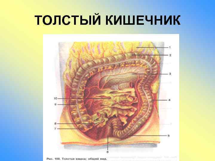 ТОЛСТЫЙ КИШЕЧНИК 