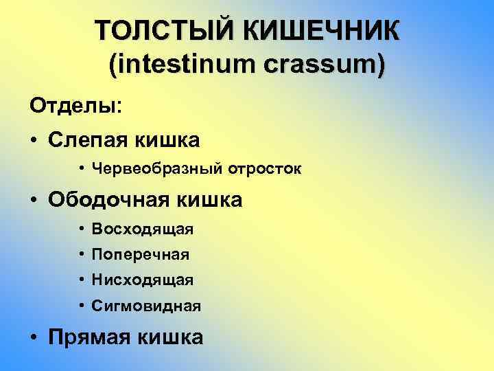ТОЛСТЫЙ КИШЕЧНИК (intestinum crassum) Отделы: • Слепая кишка • Червеобразный отросток • Ободочная кишка