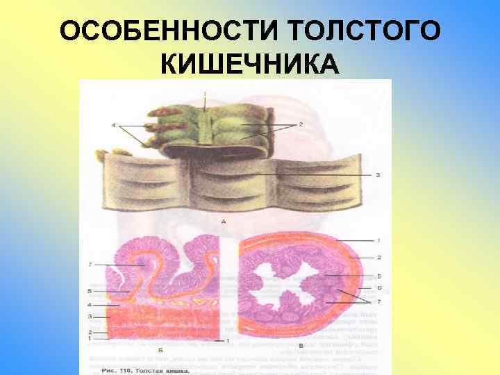 ОСОБЕННОСТИ ТОЛСТОГО КИШЕЧНИКА 