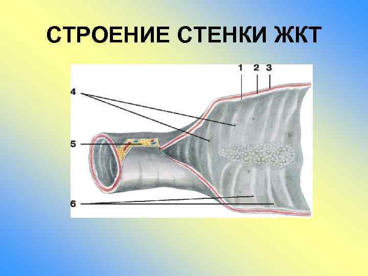 СТРОЕНИЕ СТЕНКИ ЖКТ 