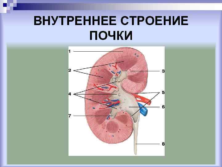 Строение почек вывод. Внутреннее строение почки. Внешнее и внутреннее строение почки. Стенки почки анатомия. Структуры внутреннего строение почек.