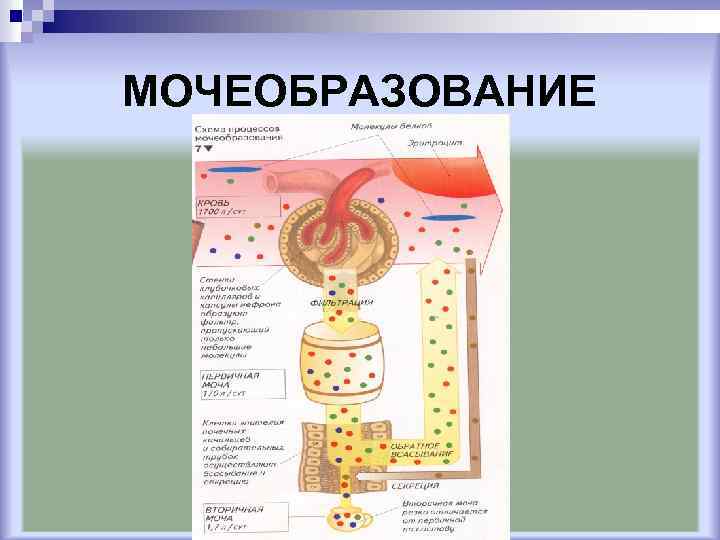 Схема образования мочи по этапам