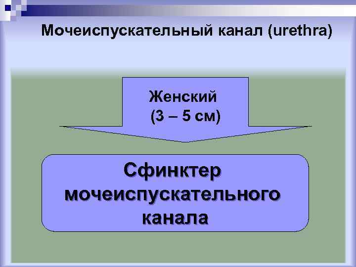 Мочеиспускательный канал у женщин схема