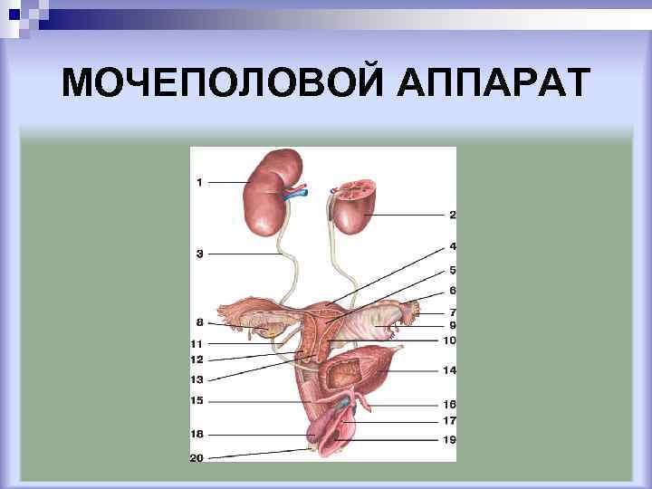 Мочевая система женщины в картинках