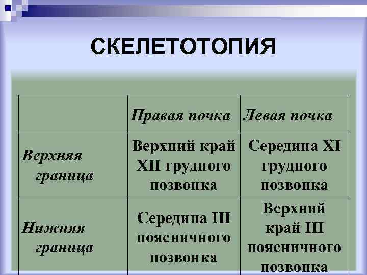 СКЕЛЕТОТОПИЯ Правая почка Левая почка Верхняя граница Нижняя граница Верхний край Середина XI XII