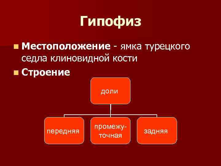 Гипофиз n Местоположение - ямка турецкого седла клиновидной кости n Строение доли передняя промежуточная
