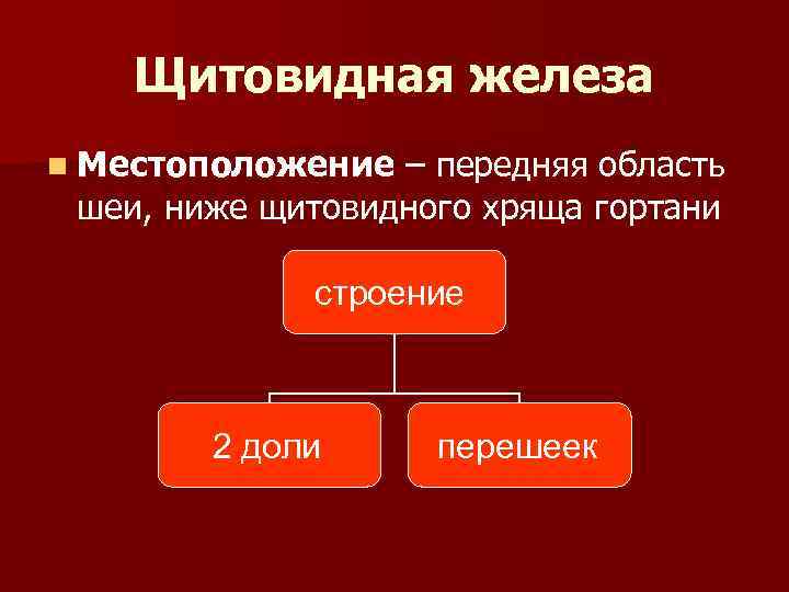 Щитовидная железа n Местоположение – передняя область шеи, ниже щитовидного хряща гортани строение 2
