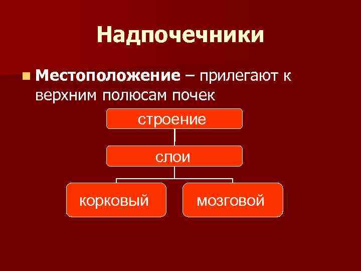 Надпочечники n Местоположение – прилегают к верхним полюсам почек строение слои корковый мозговой 