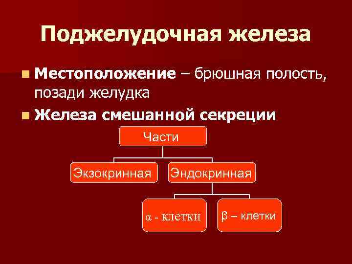 Поджелудочная железа n Местоположение – брюшная полость, позади желудка n Железа смешанной секреции Части